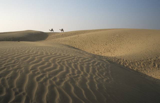 woestijn kamelen